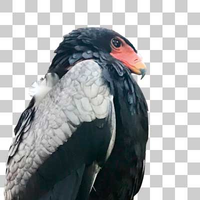 ダルマワシ Bateleur