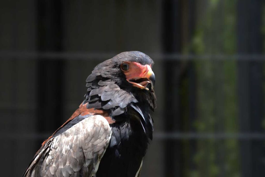 江戸川区自然動物園のダルマワシ