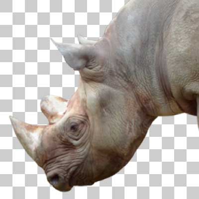 クロサイ Black rhinoceros