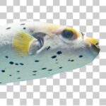 丸い顔が愛らしいコクテンフグ