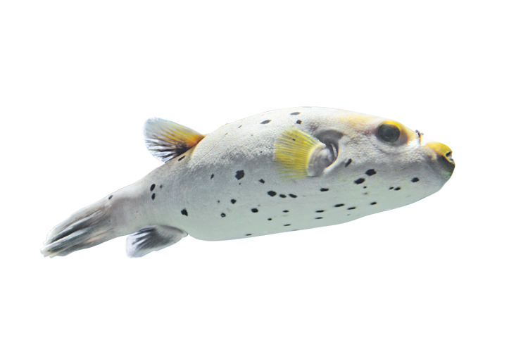 コクテンフグ Blackspotted puffer