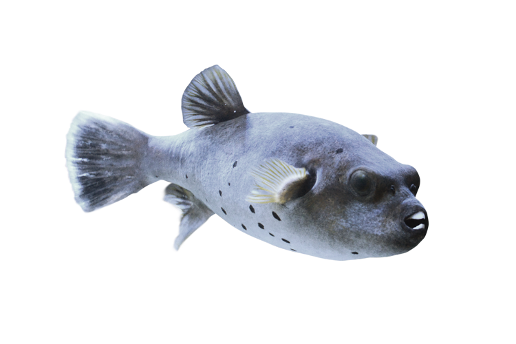 コクテンフグ Blackspotted puffer