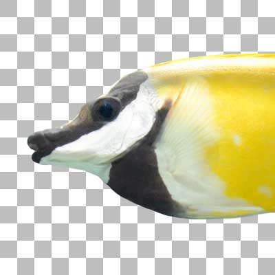 ヒフキアイゴ Blotched foxface