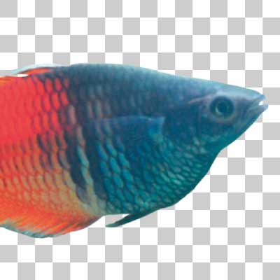 ハーフオレンジレインボー Boeseman’s rainbowfish