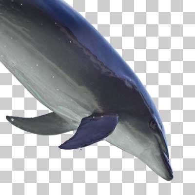 ハンドウイルカ Bottlenose dolphin