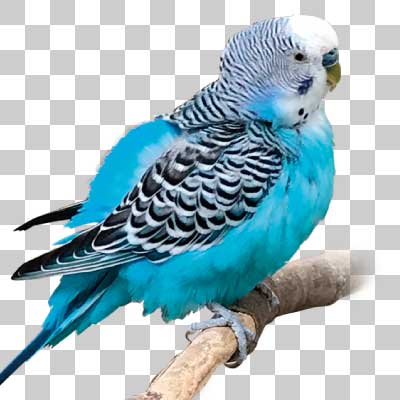 セキセイインコ Budgerigar