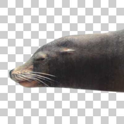 カリフォルニアアシカ California sea lion