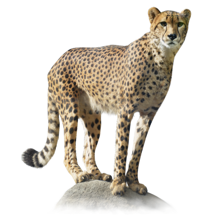 よこはま動物園ズーラシア のチーター