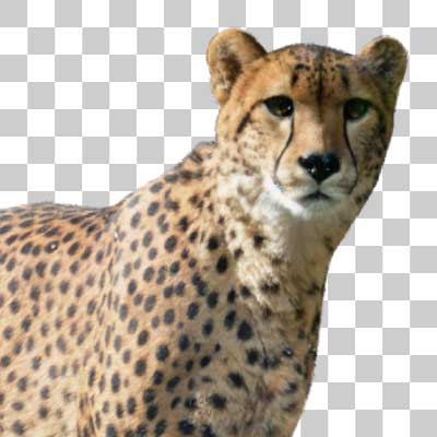 チーター Cheetah