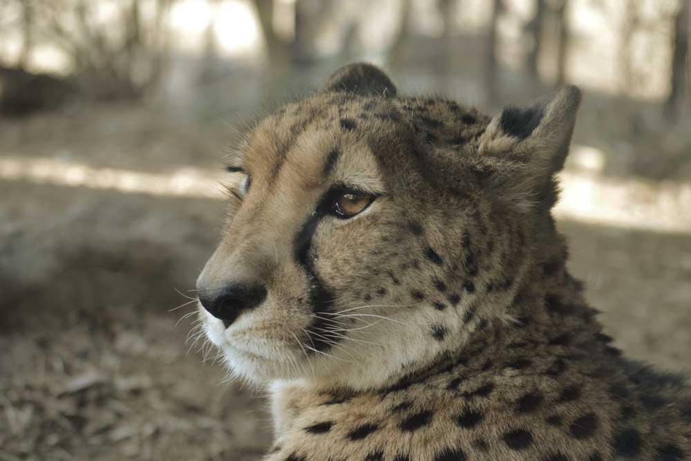 チーター Cheetah