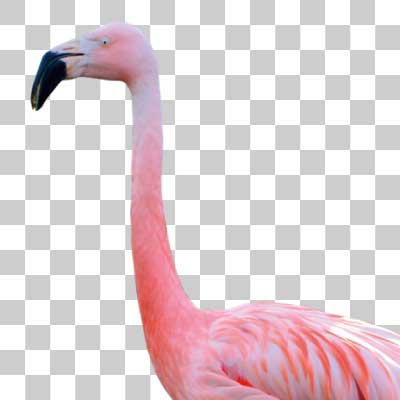 チリーフラミンゴ Chilean flamingo