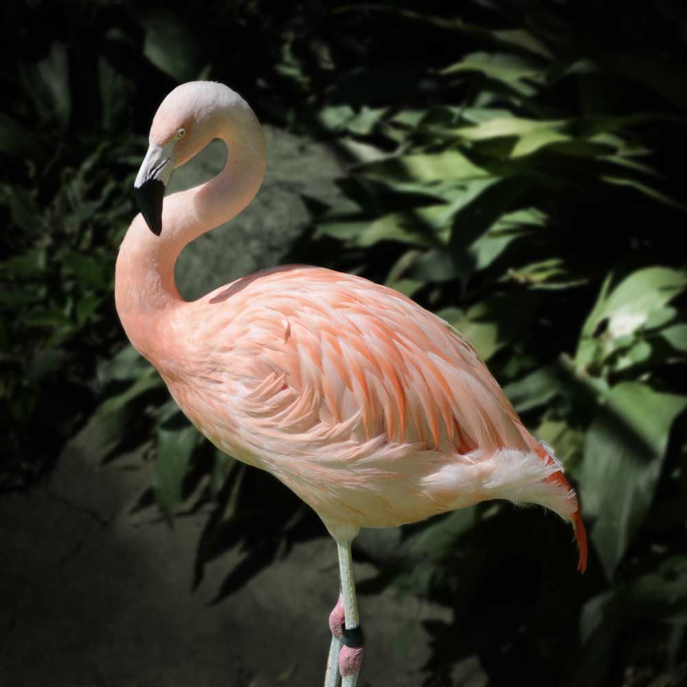 野毛山動物園のチリーフラミンゴ