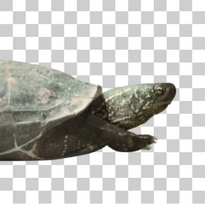 クサガメ Chinese pond turtle