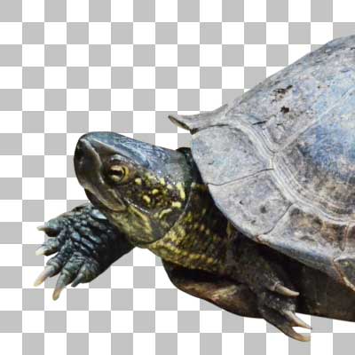 クサガメ Chinese Pond Turtle