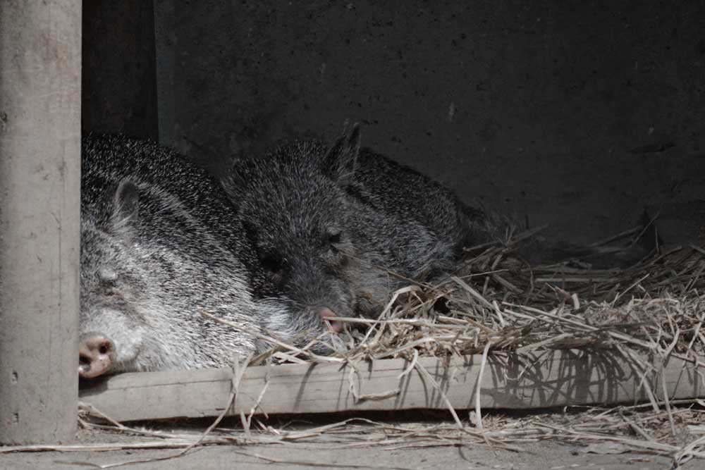 クビワペッカリー Collared Peccary