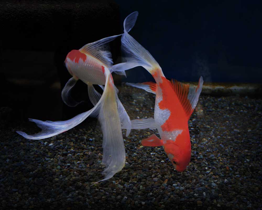 ２尾のコメット