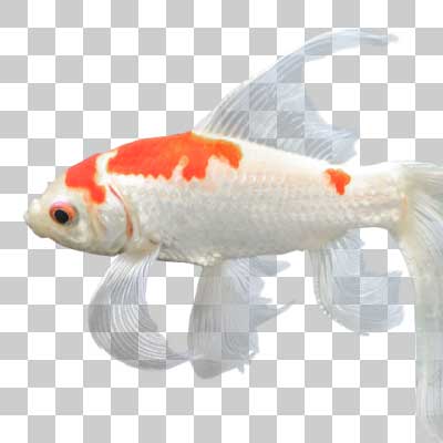 コメット Comet (goldfish)