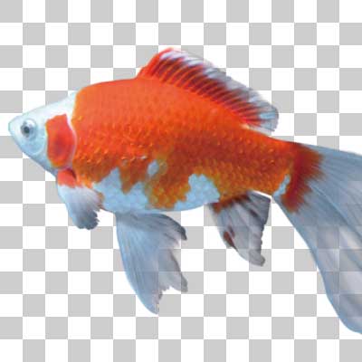 コメット Comet (goldfish)