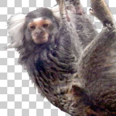 コモンマーモセット Common marmoset