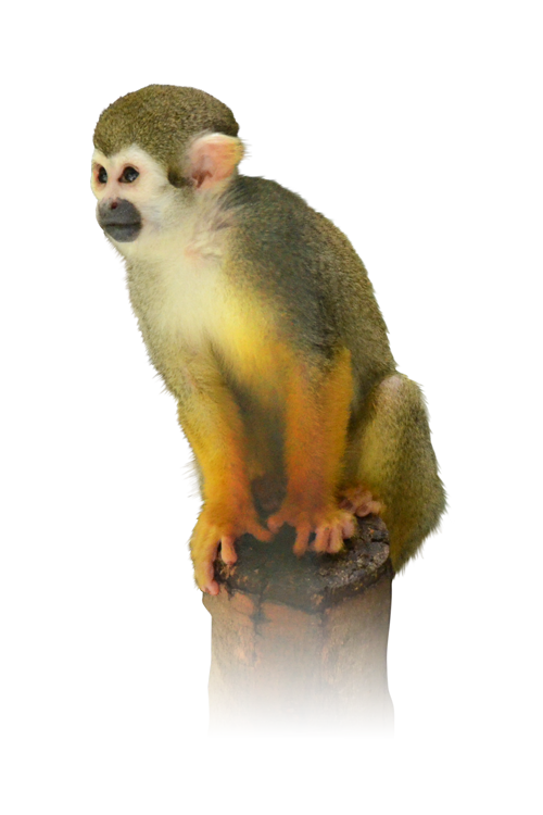 江戸川区自然動物園のリスザル