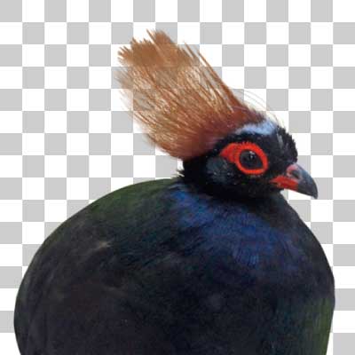 カンムリシャコ Crested partridge