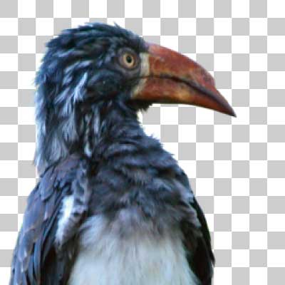 カンムリコサイチョウ Crowned hornbill