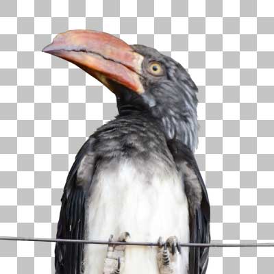 カンムリコサイチョウ Crowned Hornbill