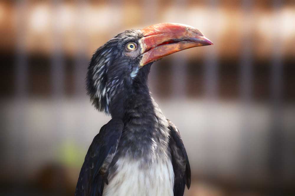 上野動物園のカンムリコサイチョウ