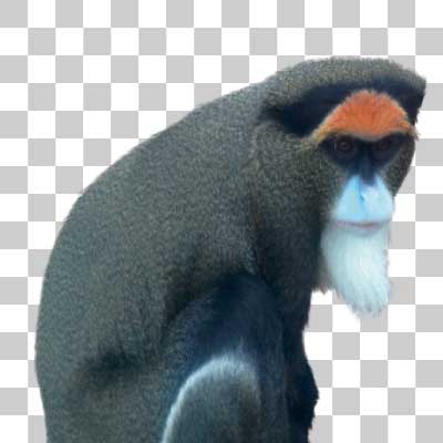 ブラッザグエノン De Brazza’s monkey