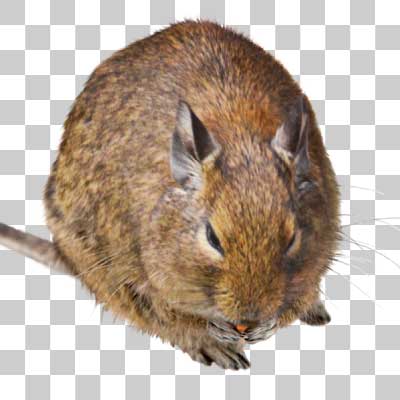 デグー Degu