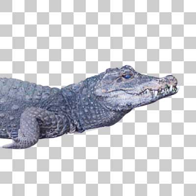 ニシアフリカコガタワニ Dwarf crocodile