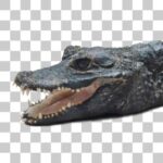 野毛山動物園のニシアフリカコガタワニ