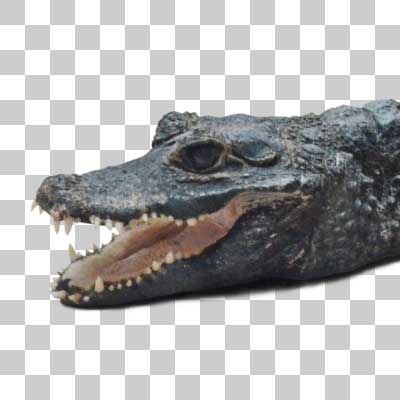 ニシアフリカコガタワニ Dwarf crocodile