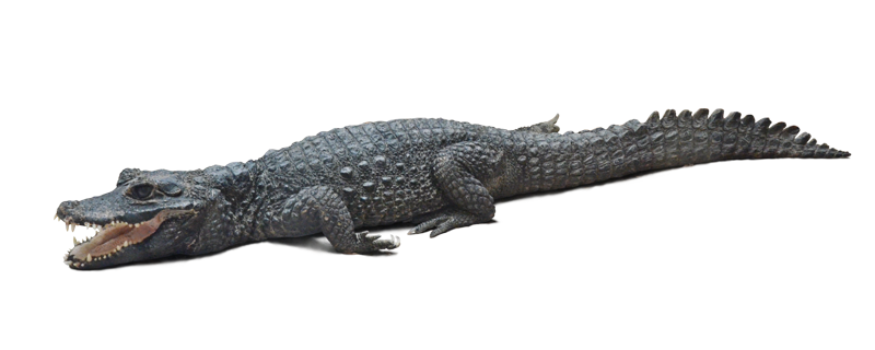 野毛山動物園のニシアフリカコガタワニ