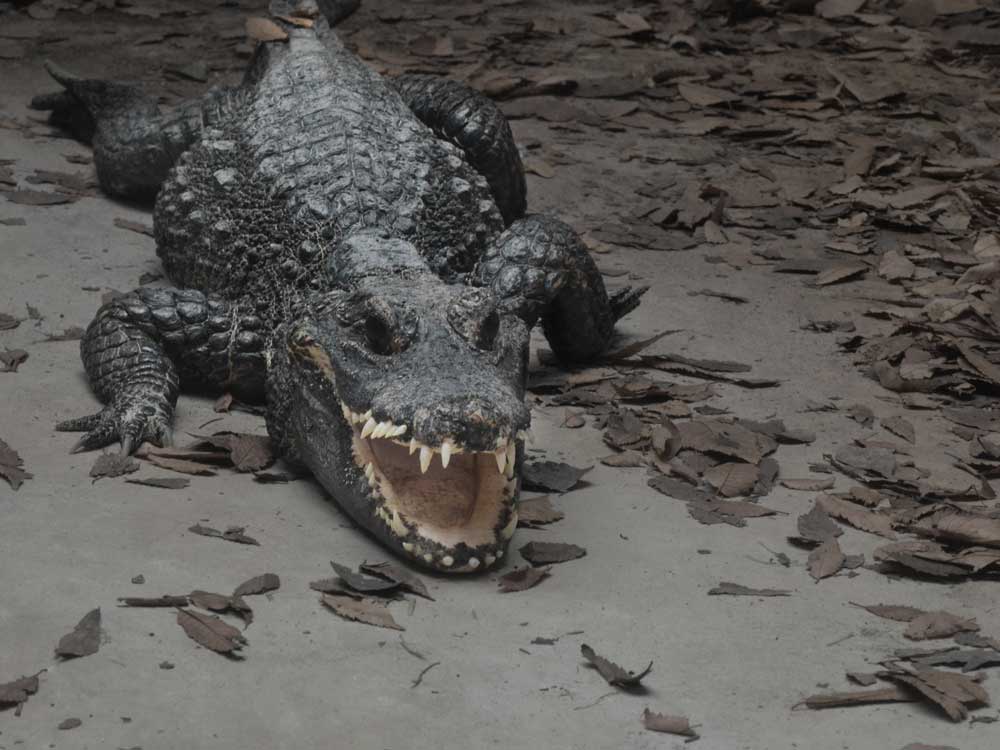ニシアフリカコガタワニは怖そうな顔をしているけど大人しいワニです