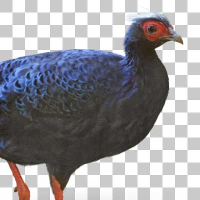 コサンケイ Edwards’s Pheasant