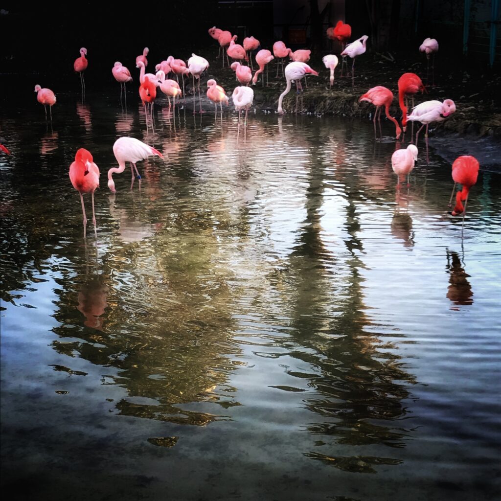 東武動物公園の様々なフラミンゴ
