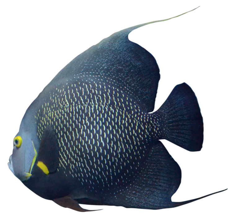 French Angelfish TOKYO French Angelfish 01 768x710
