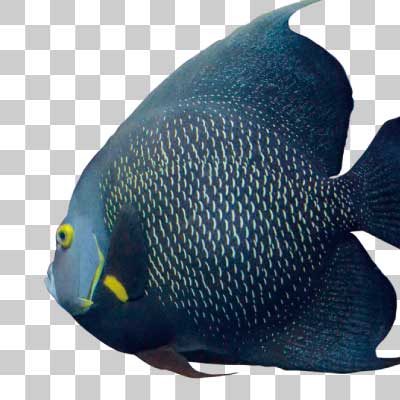 フレンチエンゼルフィッシュ French angelfish