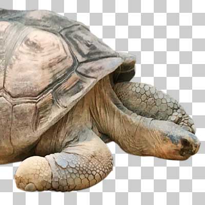 ガラパゴスゾウガメ Galápagos tortoise