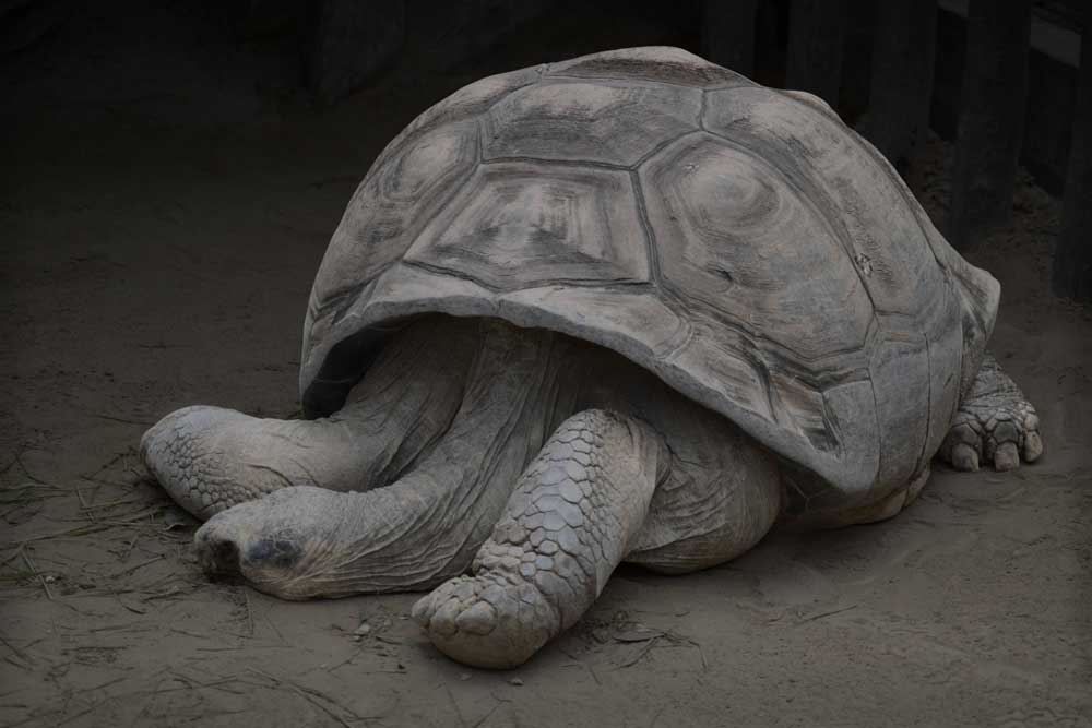 上野動物園最長老、ガラパゴスゾウガメの「太郎」は1931年生まれと推定される