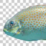 ゴマアイゴは沖縄で食べられます
