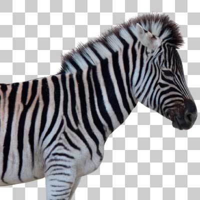 グラントシマウマ Grant’s zebra