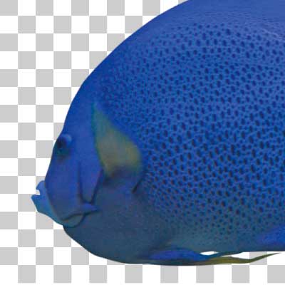 グレーエンゼルフィッシュ Gray angelfish