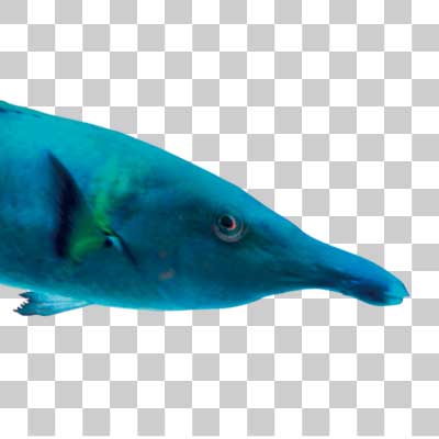 クギベラ Green Bird Wrasse