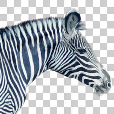 グレビーシマウマ Grévy’s zebra