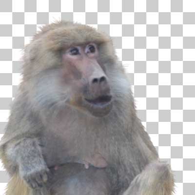 マントヒヒ Hamadryas baboon