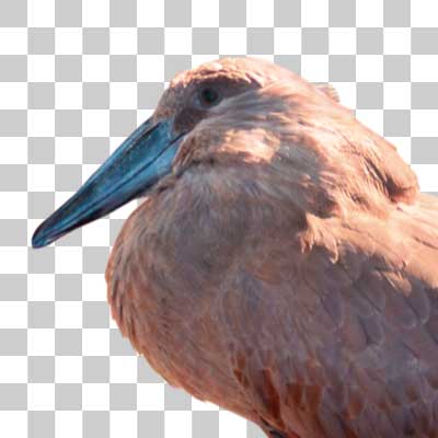 シュモクドリ Hamerkop