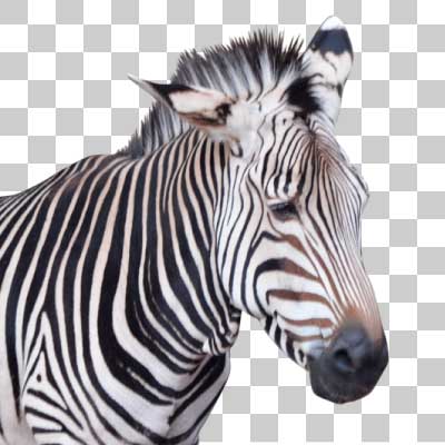 ハートマンヤマシマウマ Hartmann’s mountain zebra