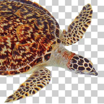 タイマイ Hawksbill turtle